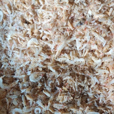 厂家直销饲料级小虾米虾粉水产鸡鸭鱼饲料海参呢