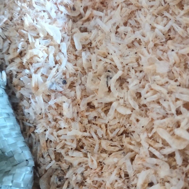 厂家直销饲料级小虾米虾粉水产鸡鸭鱼饲料海参呢