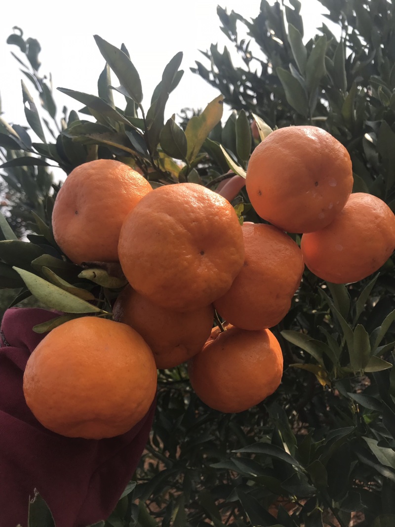 湖北宜昌椪柑芦柑大量上市供应产地直发一手货源批发量大便宜