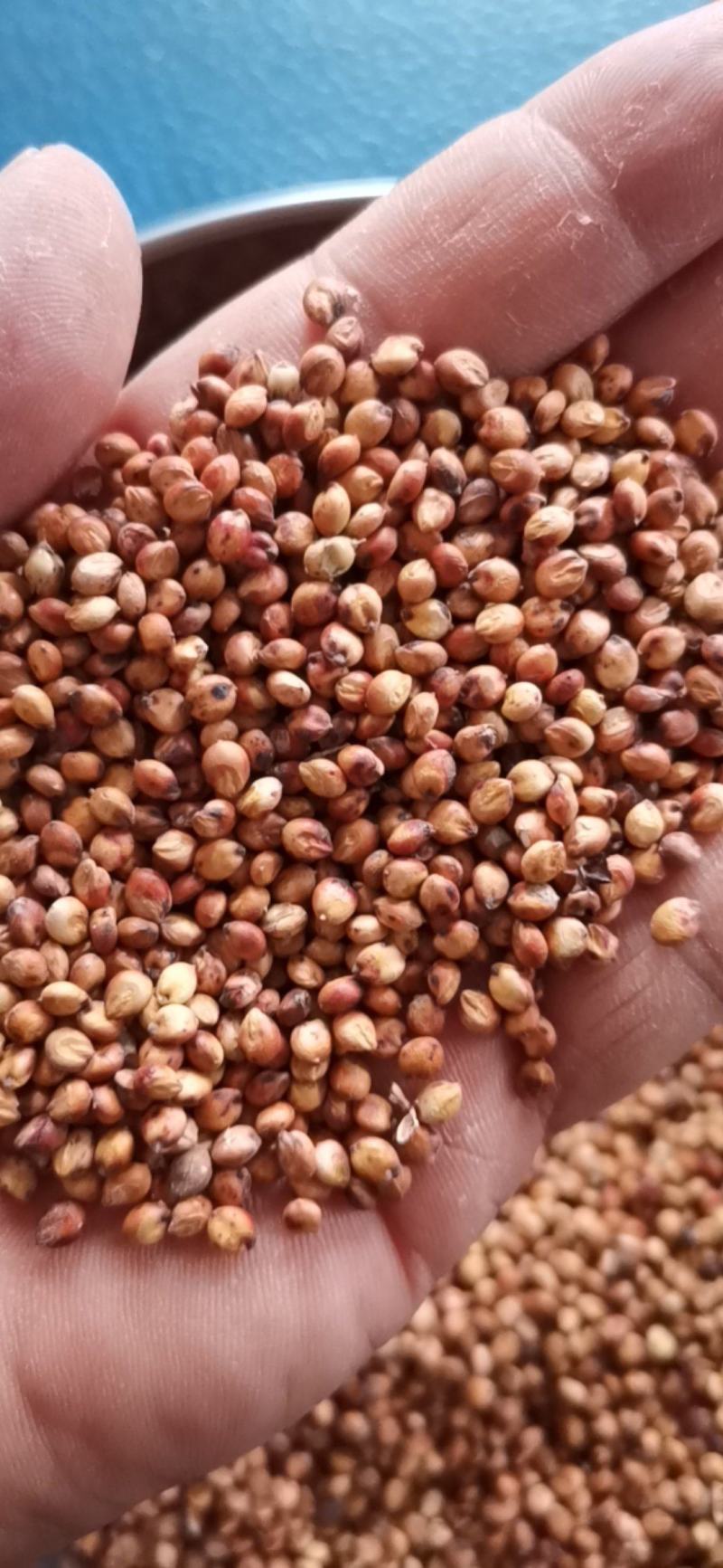 精品小颗粒糯高粱
