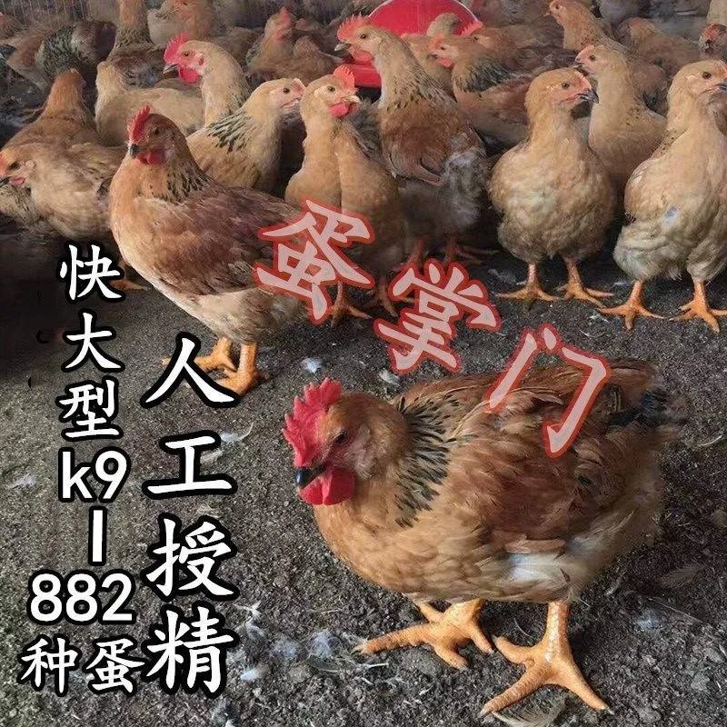 九斤黄九斤红种蛋肉鸡k9受精蛋巷麻882种蛋孵化蛋土鸡蛋