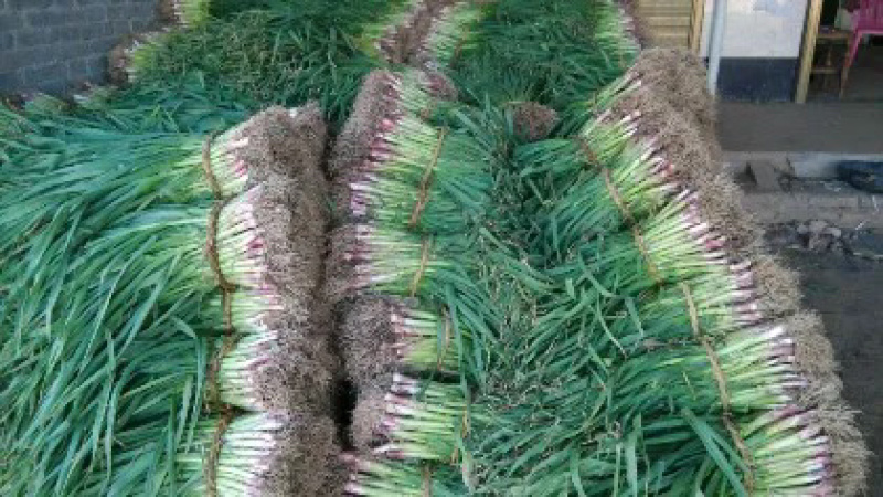红皮蒜苗大量上市