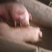 活猪，毛猪，粮食猪，杜烙克瘦肉猪！！！！！！！！代办