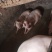 活猪，毛猪，粮食猪，杜烙克瘦肉猪！！！！！！！！代办