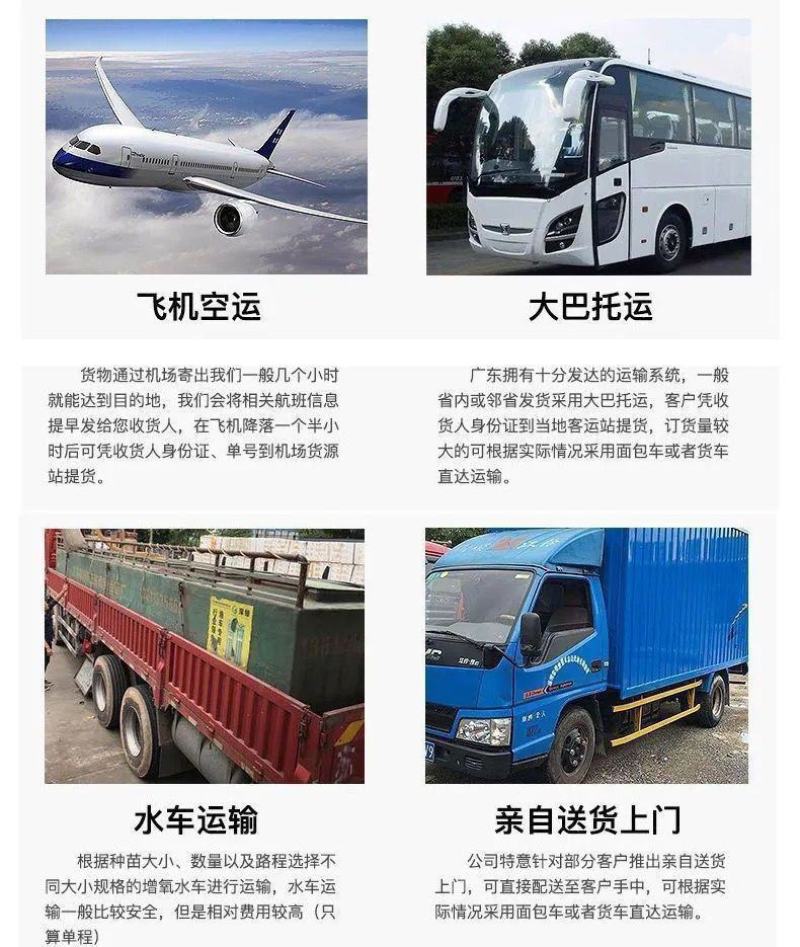 红鲳鱼苗，白鲳鱼苗，渔场直供，养殖周期短，可以高密度养殖