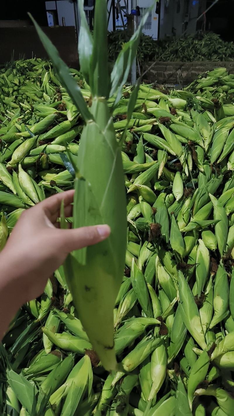 广东玉米基地，价格合理，质量保证