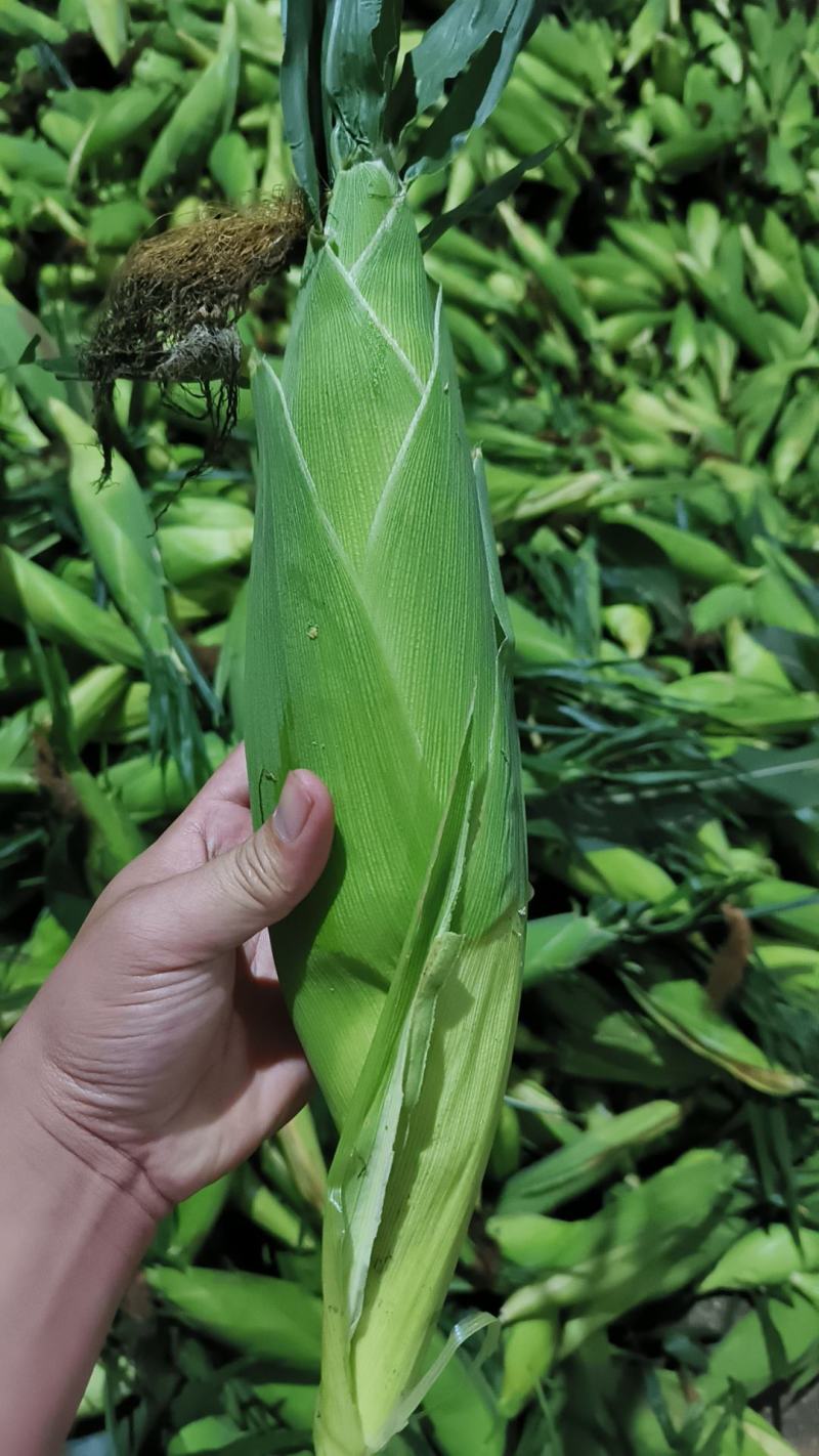 广东玉米基地，价格合理，质量保证