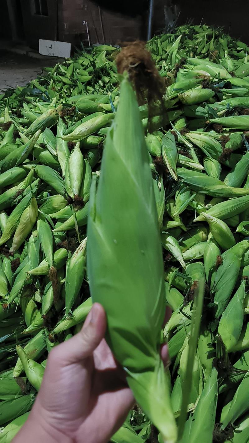 广东玉米基地，价格合理，质量保证