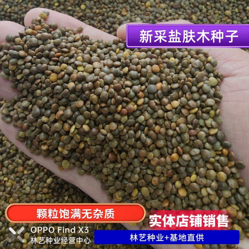 盐肤木种子蜜源树种子别名五倍子种子花木林木苗木种子