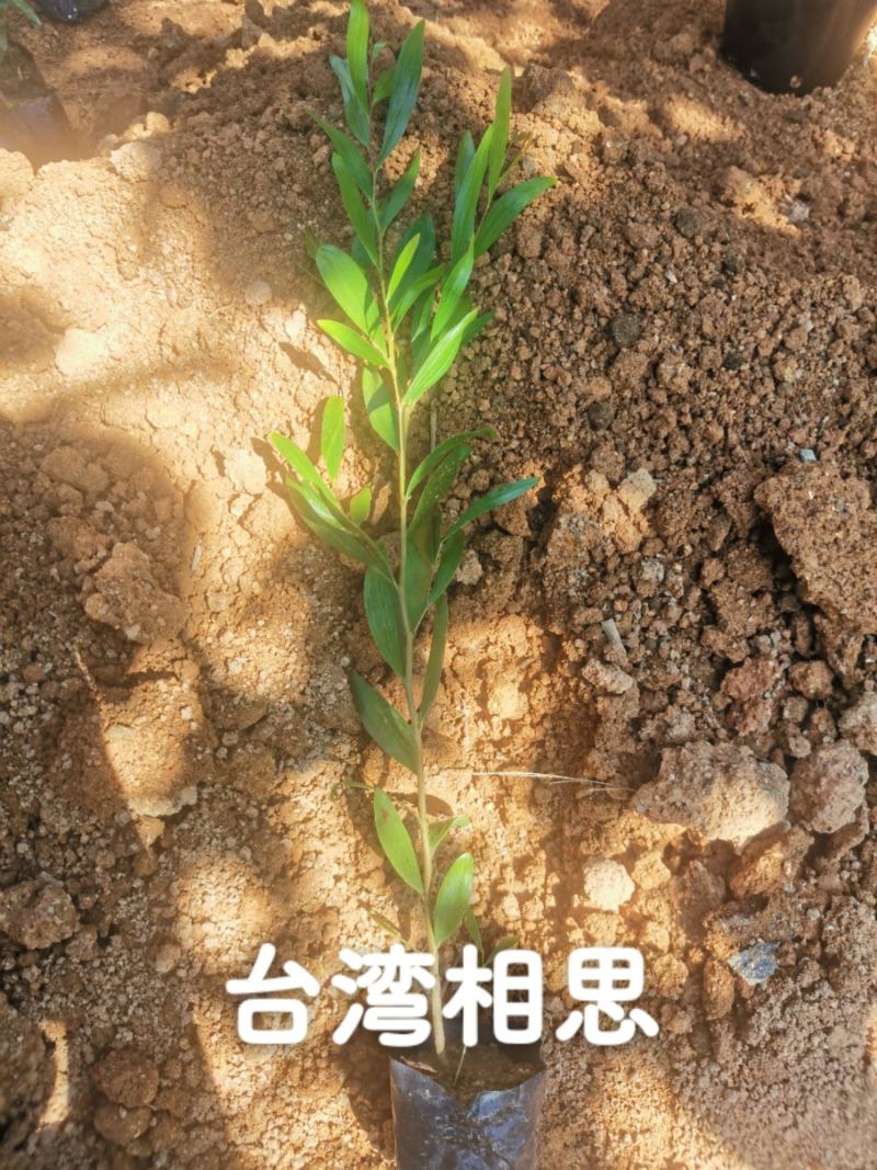 台湾相思种苗