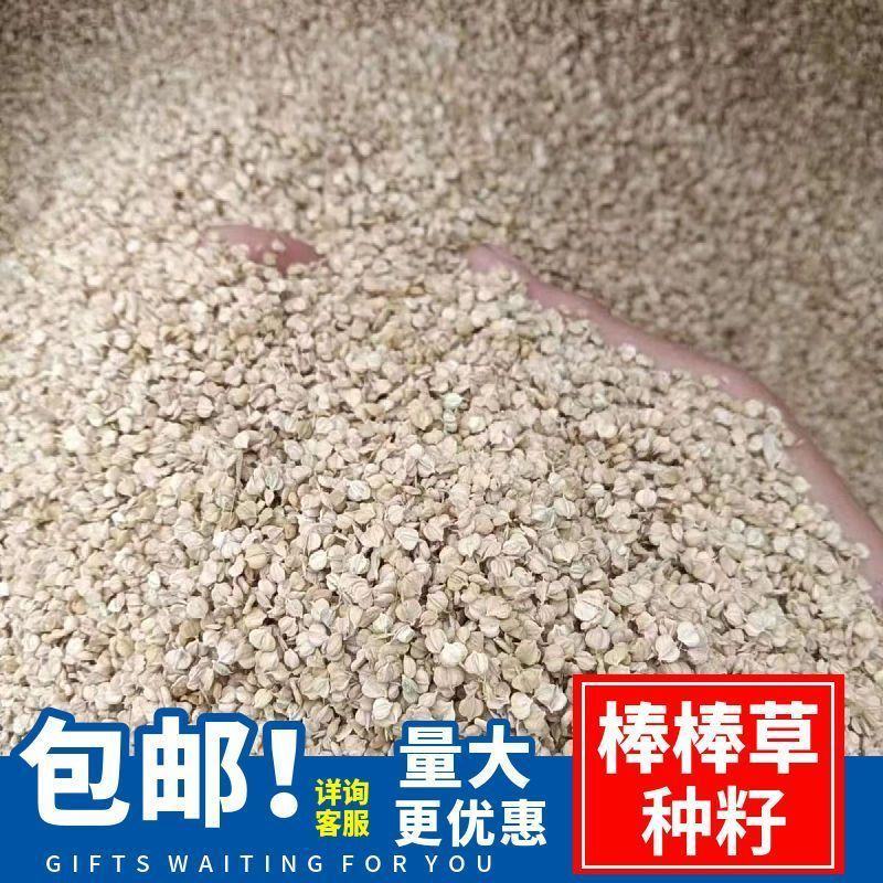 棒棒草种子耐低温抗寒小龙虾养殖水草挺水苦梗草种籽水粺籽菵