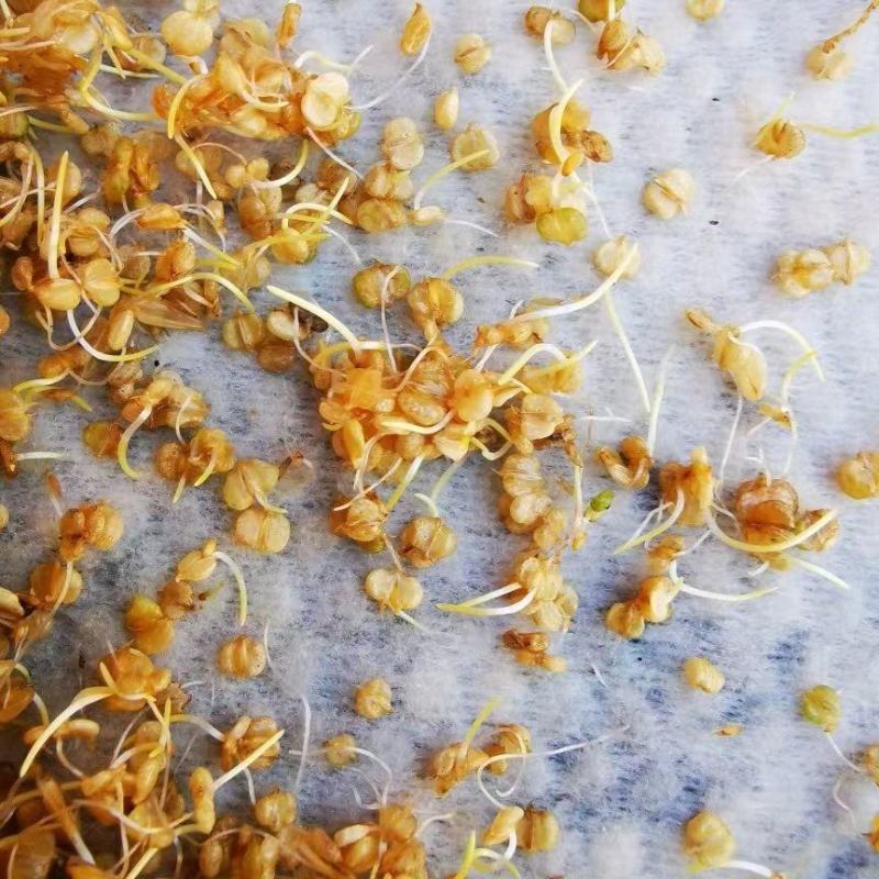 棒棒草种子耐低温抗寒小龙虾养殖水草挺水苦梗草种籽水粺籽菵
