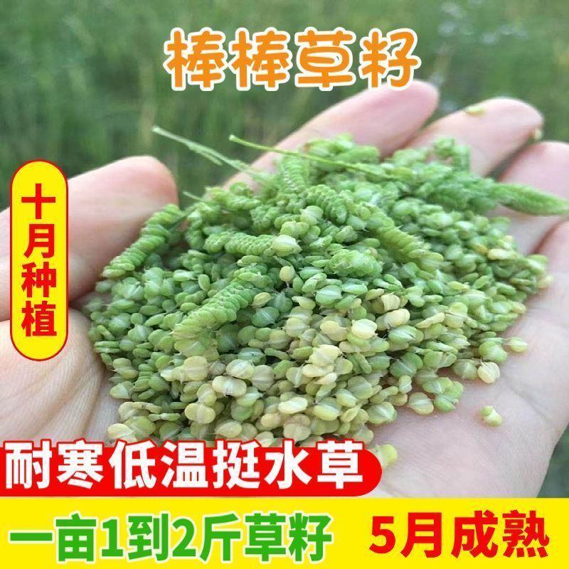 棒棒草种子耐低温抗寒小龙虾养殖水草挺水苦梗草种籽水粺籽菵