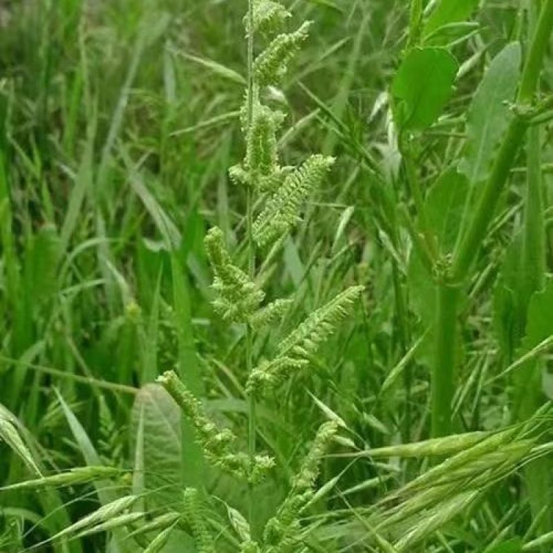 棒棒草种子耐低温抗寒小龙虾养殖水草挺水苦梗草种籽水粺籽菵