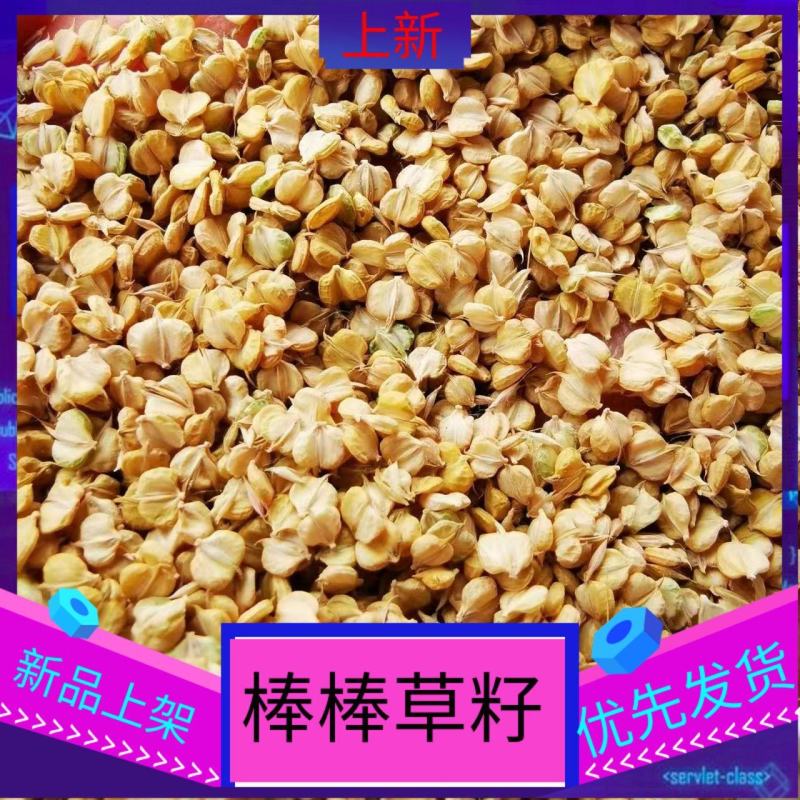 棒棒草种子耐低温抗寒小龙虾养殖水草挺水苦梗草种籽水粺籽菵