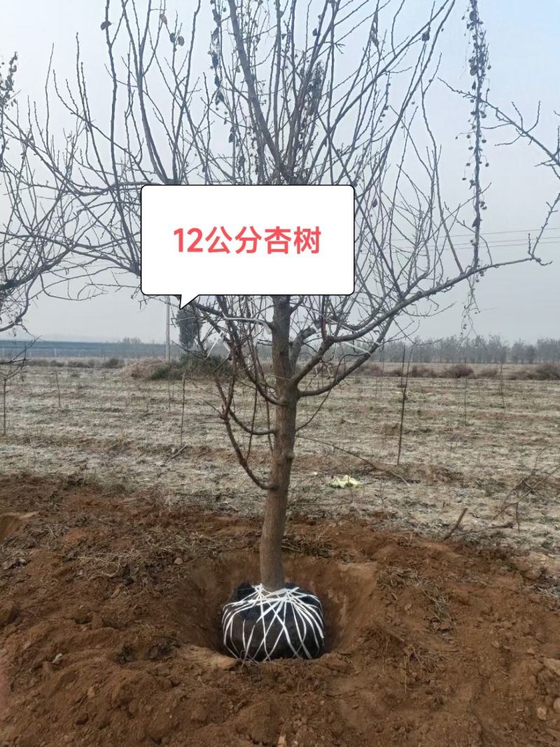 杏树山西杏树基地10公分12公分15公分杏树