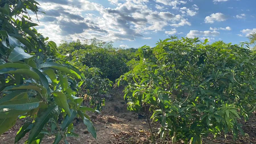 大青芒果园航拍图