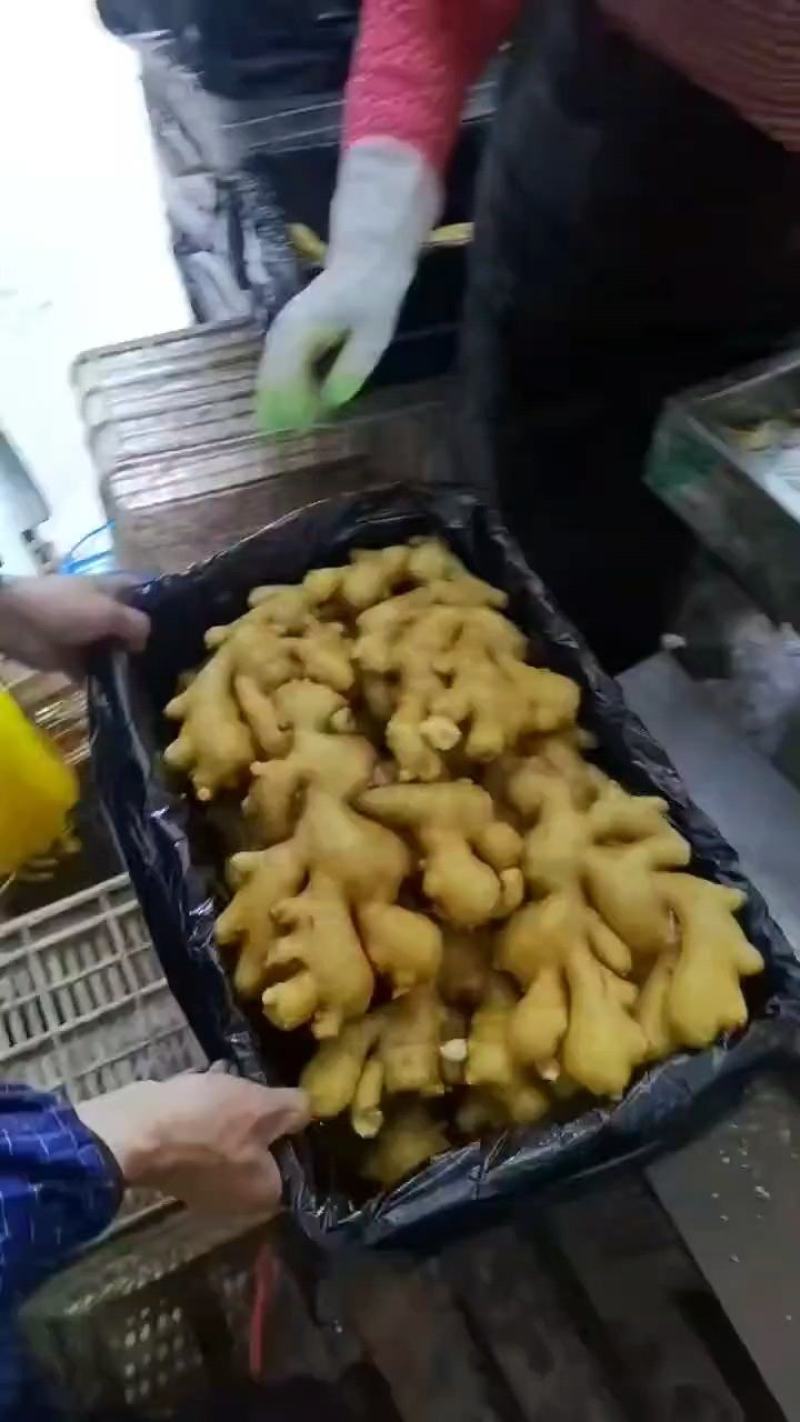 热卖生姜/大黄姜/生姜/小黄姜/老姜/姜种全国发货