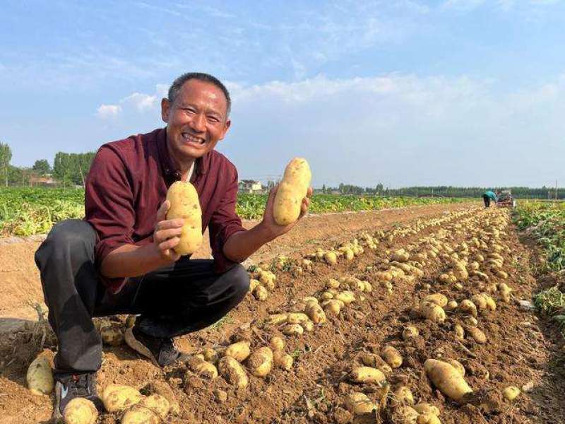 精品黄心土豆河南土豆基地直发对接全国市场欢迎实地考察