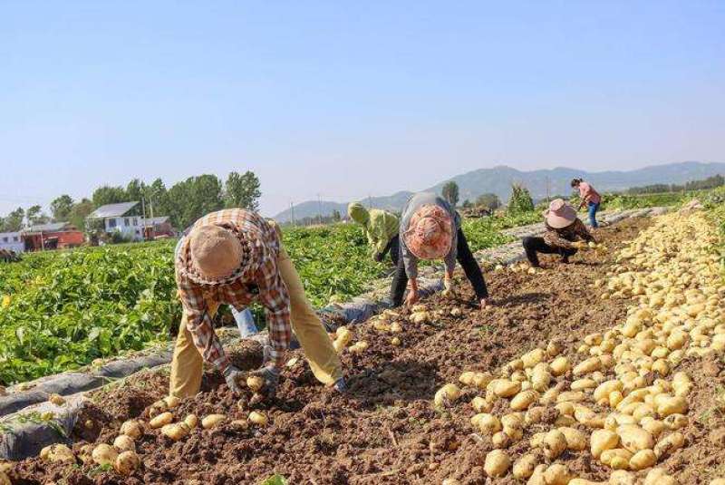 精品黄心土豆河南土豆基地直发对接全国市场欢迎实地考察