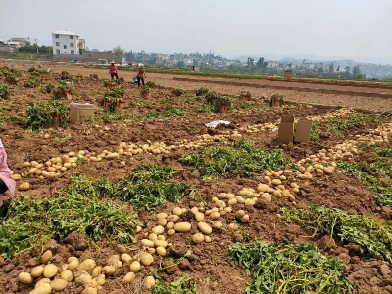 精品黄心土豆河南土豆基地直发对接全国市场欢迎实地考察