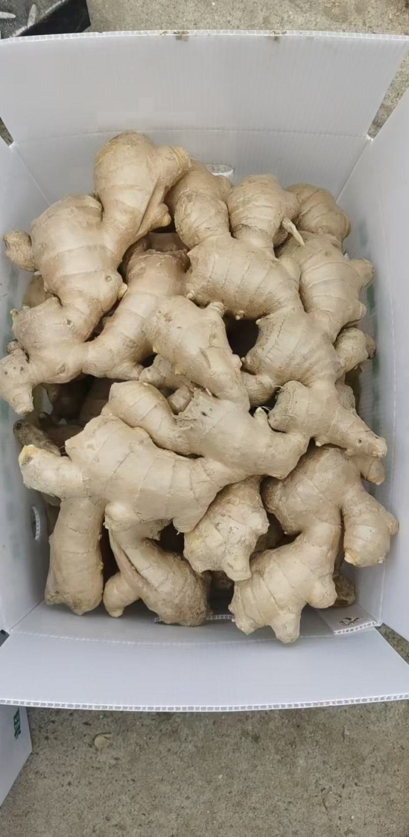 热卖生姜/大黄姜/生姜/小黄姜/老姜/姜种全国发货