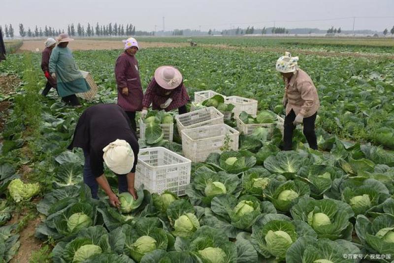 精品圆包菜甘蓝基地直发价格随行就市一级货对接全国市场