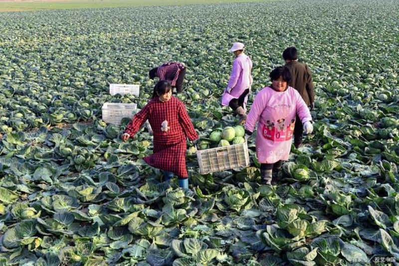 精品圆包菜甘蓝基地直发价格随行就市一级货对接全国市场