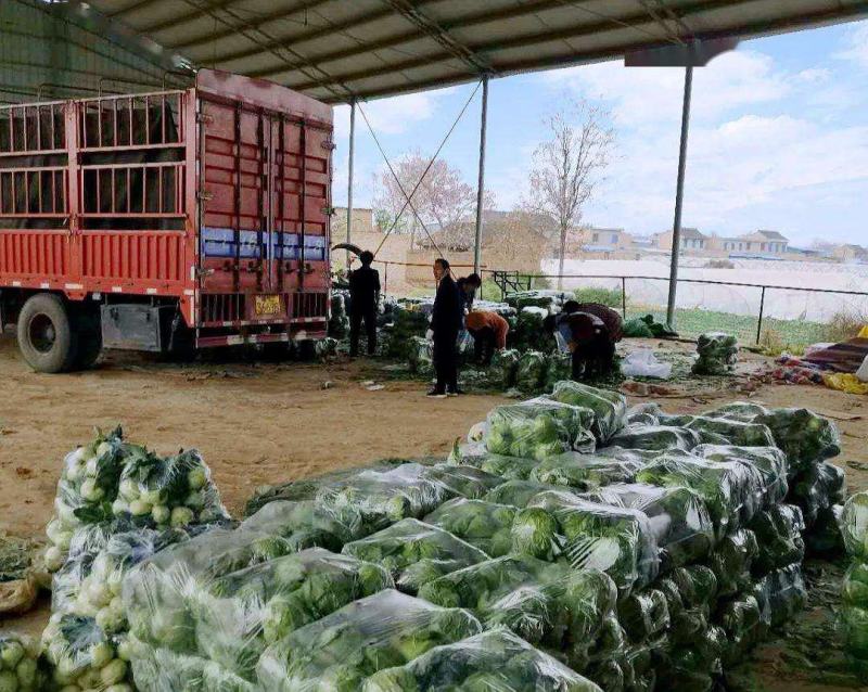 精品圆包菜甘蓝基地直发价格随行就市一级货对接全国市场