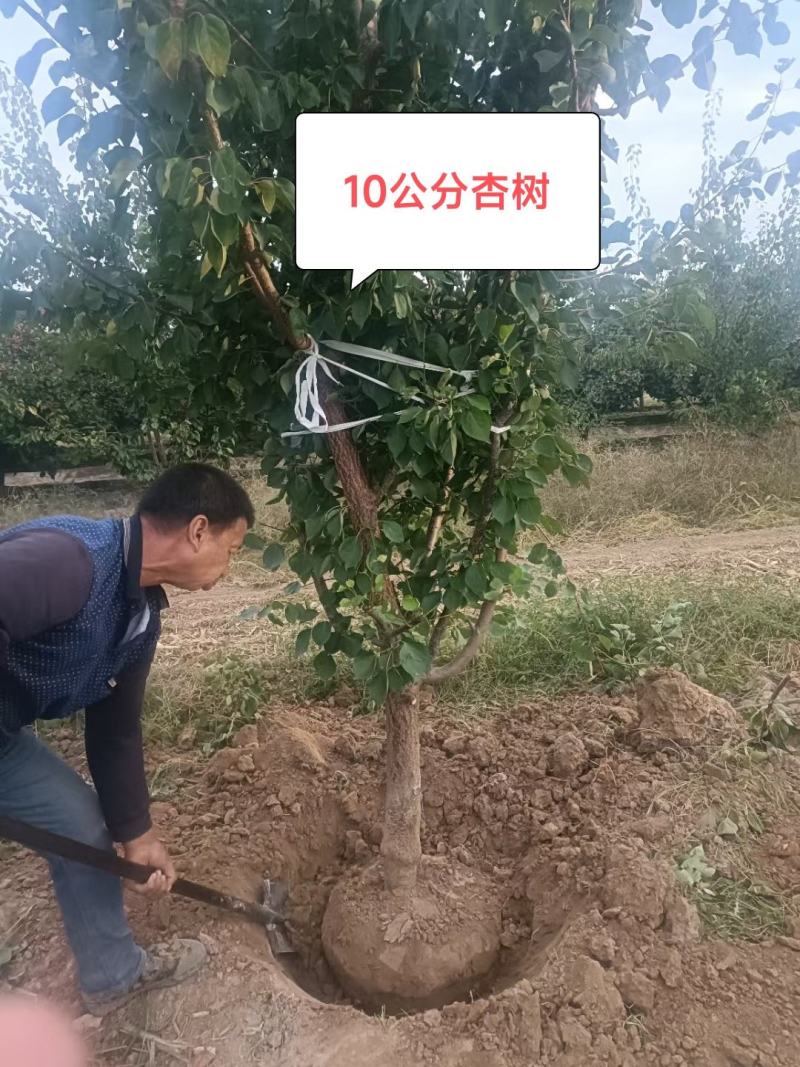 杏树山西杏树基地10公分12公分15公分杏树