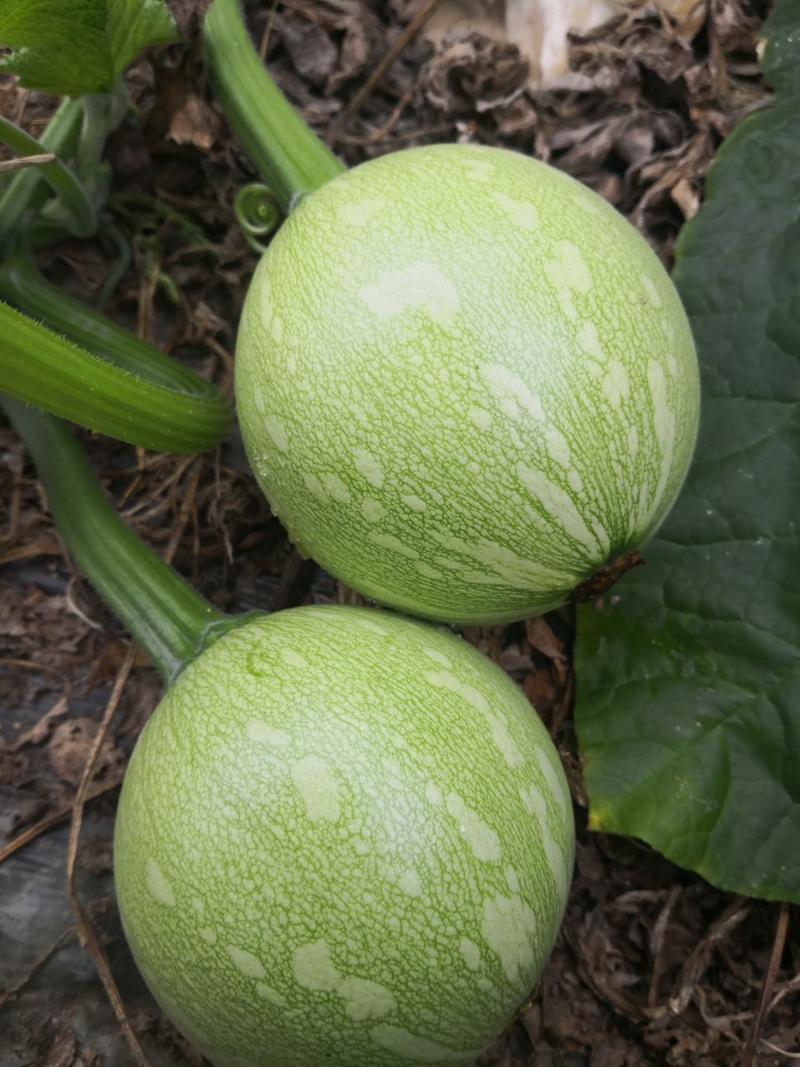 小南瓜种子盛世早熟结瓜多瓜型圆正颜色亮丽产量高