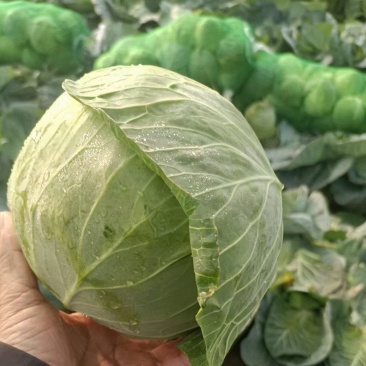 精品甘蓝，价格便宜，今日价1毛多