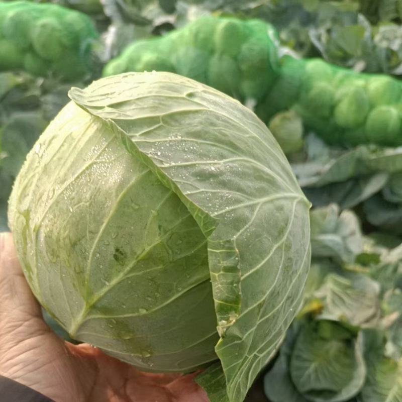 精品甘蓝，价格便宜，今日价1毛多