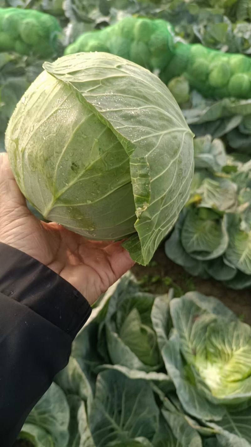 精品甘蓝，价格便宜，今日价1毛多
