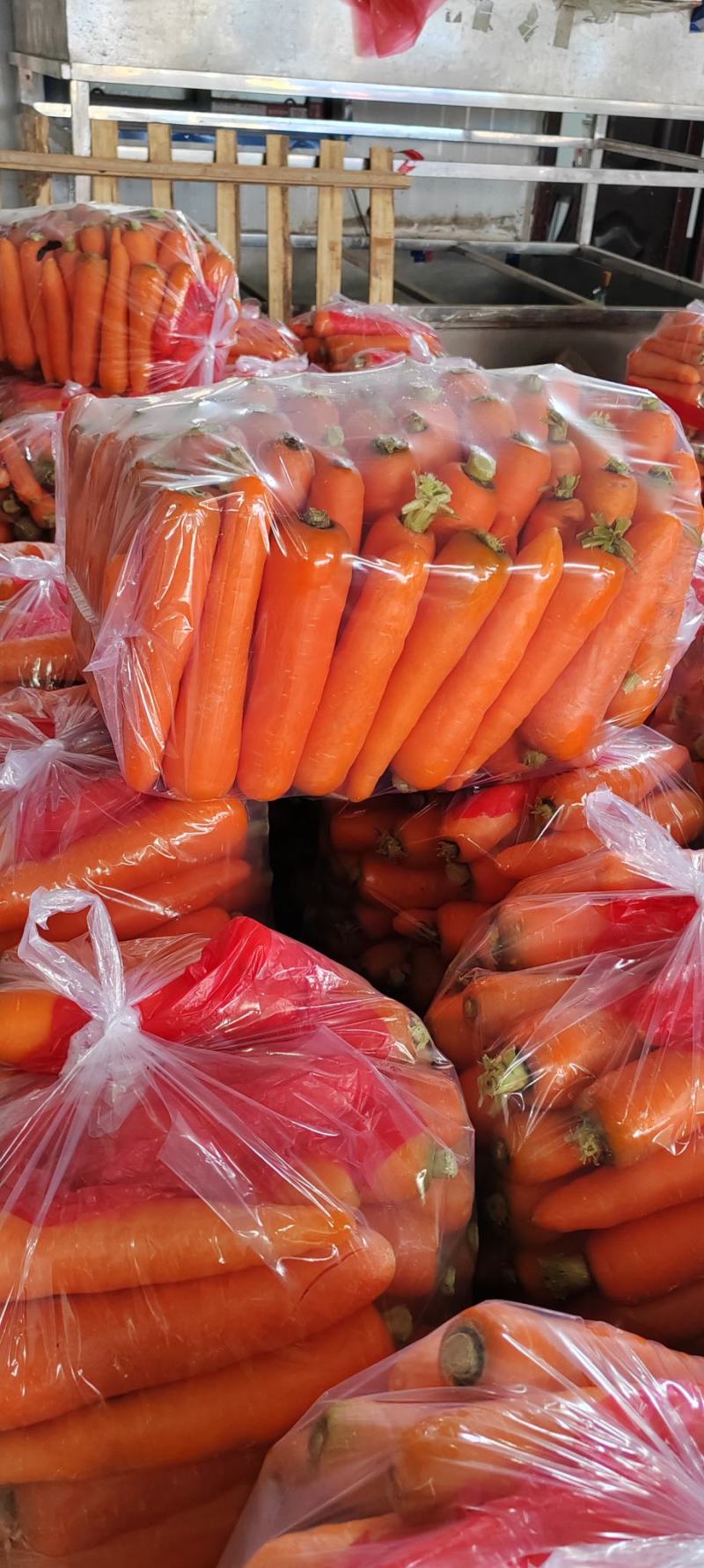 精品（三红萝卜）水洗中条市场超市