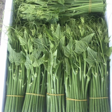 产地直发精品龙须菜，干水可以发空运和走汽运。