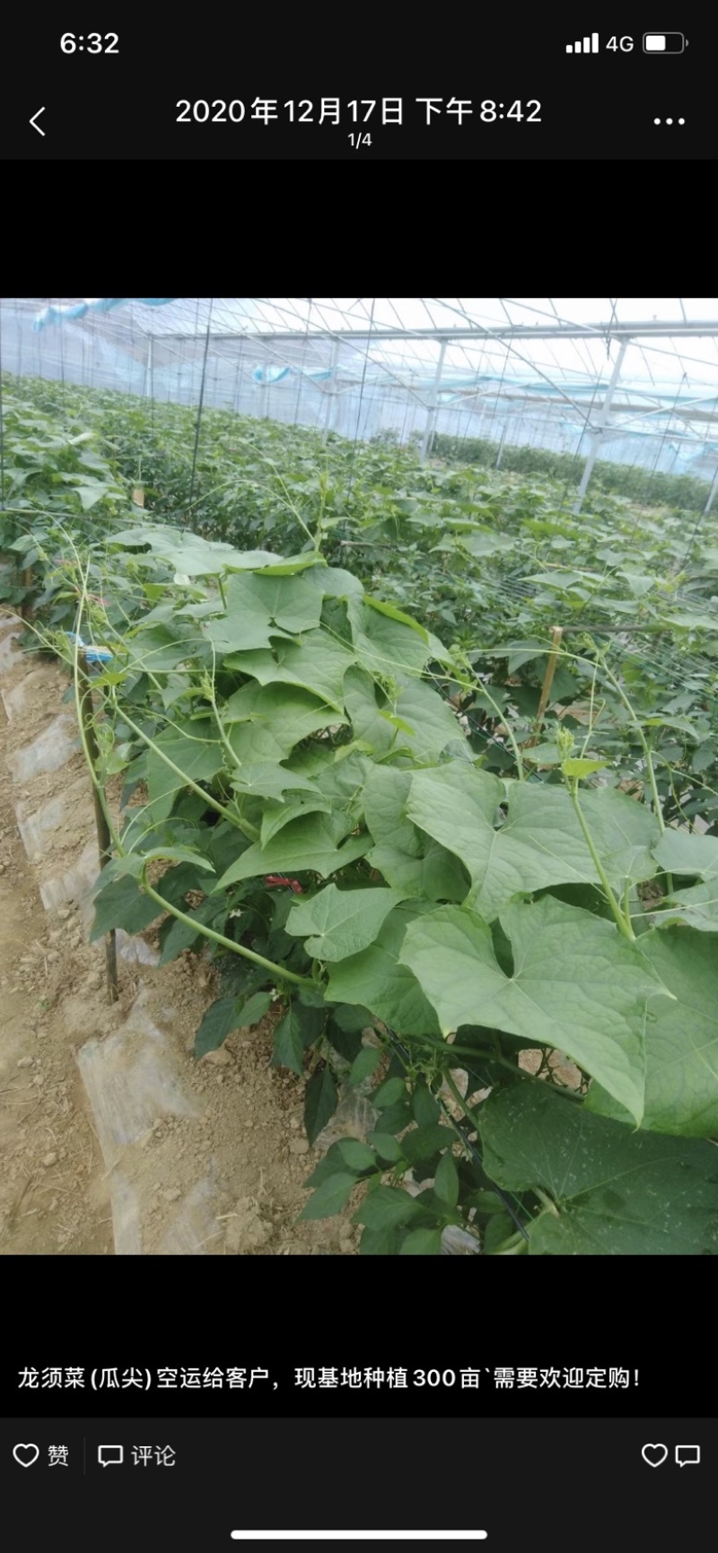 产地直发精品龙须菜，干水可以发空运和走汽运。