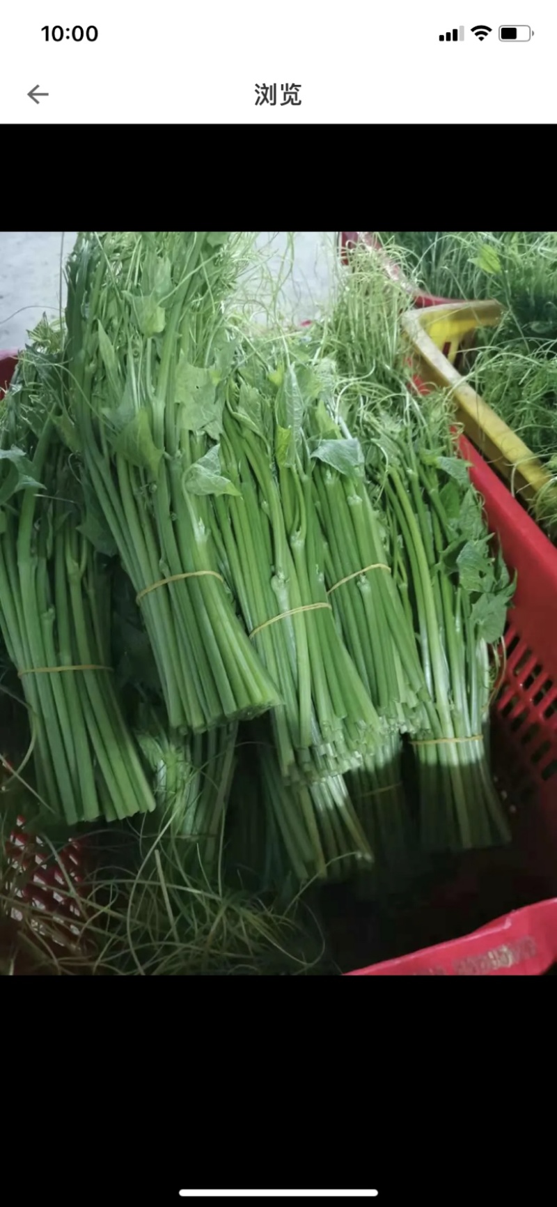 产地直发精品龙须菜，干水可以发空运和走汽运。