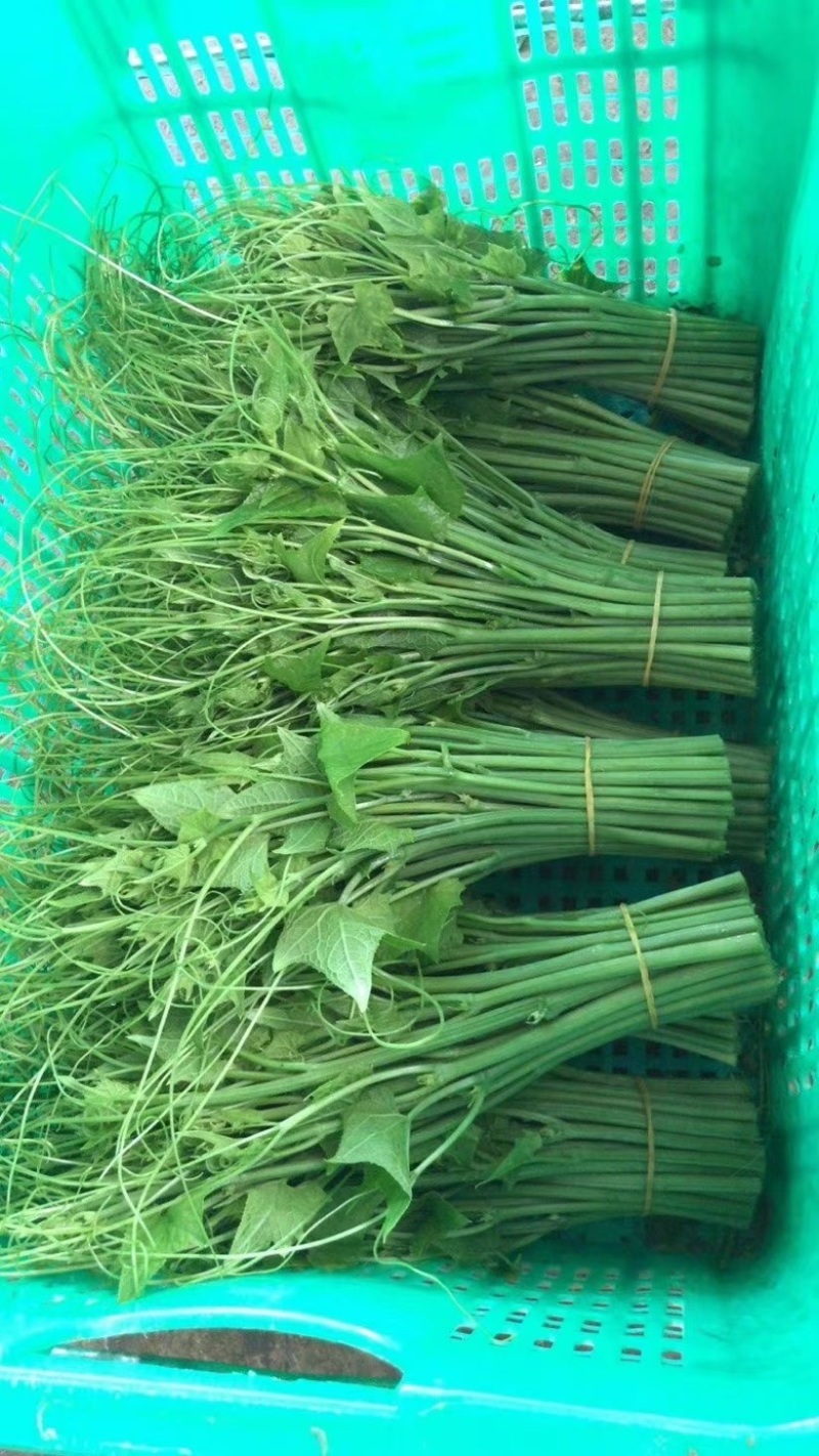 产地直发精品龙须菜，干水可以发空运和走汽运。