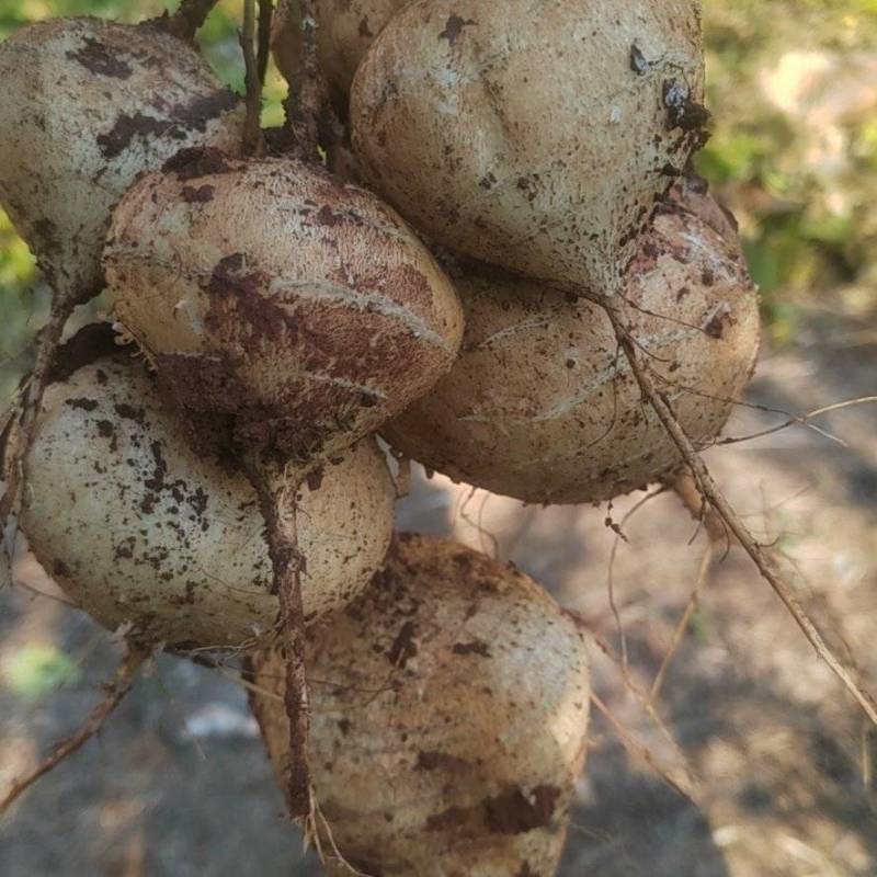 大凉山真宗凉薯豆薯地瓜脆甜化渣水分充足