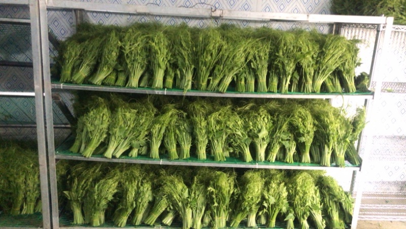 产地直发精品龙须菜，干水可以发空运和走汽运。