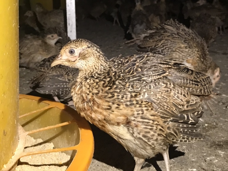 七彩山鸡中鸡