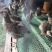 七彩山鸡中鸡