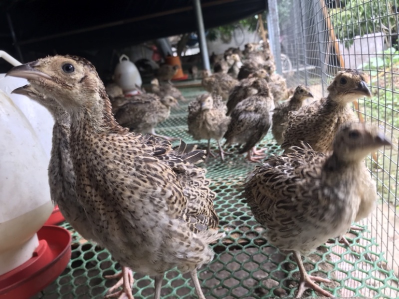 七彩山鸡中鸡