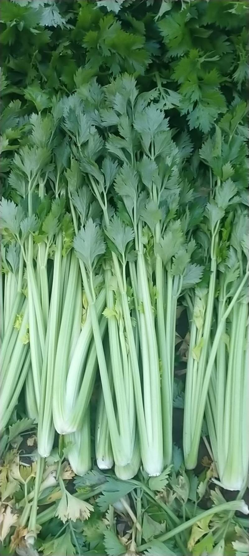 河南夏邑芹菜大量上市，价格优惠品质优量，欢迎大家前来订购