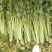 河南夏邑芹菜大量上市，价格优惠品质优量，欢迎大家前来订购