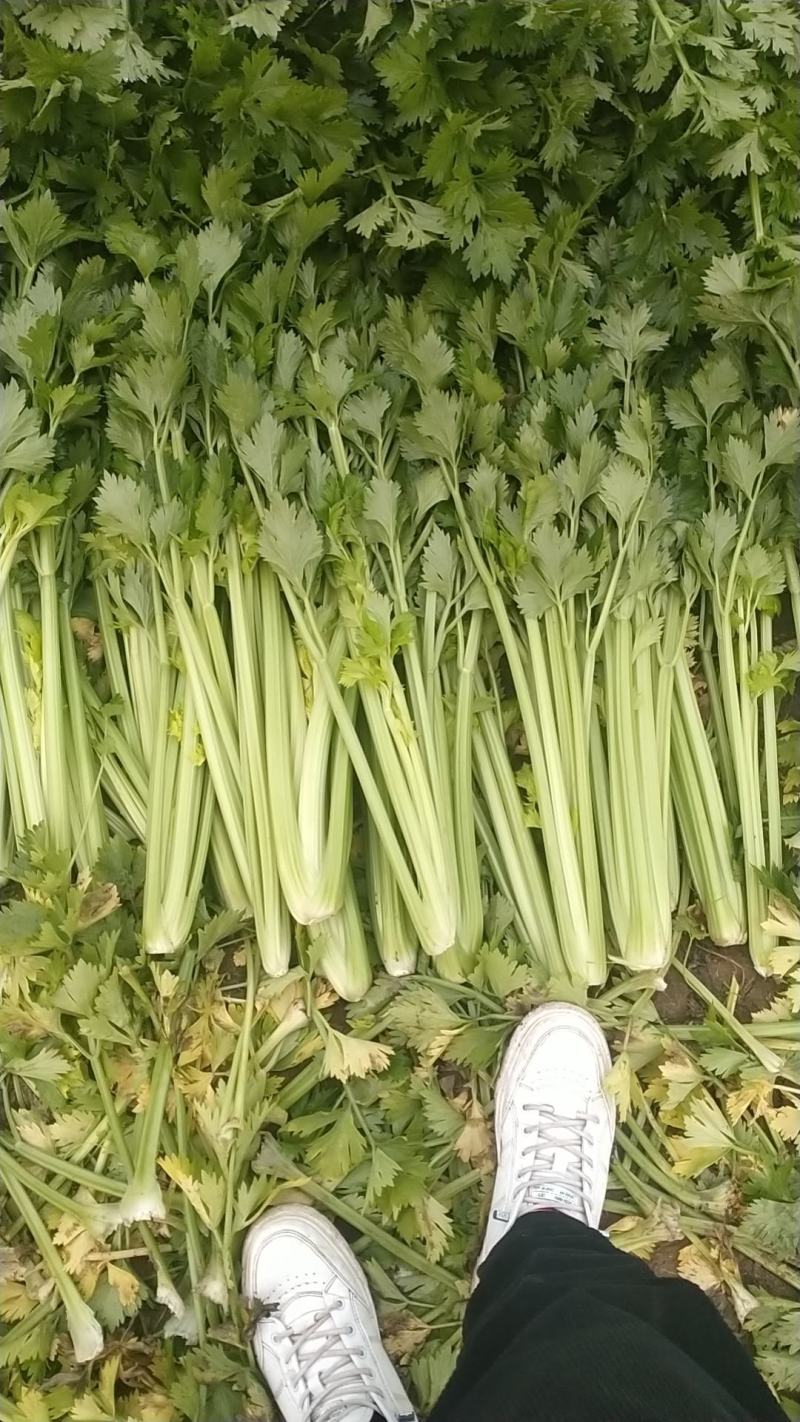 河南夏邑芹菜大量上市，价格优惠品质优量，欢迎大家前来订购
