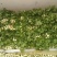 河南夏邑芹菜大量上市，价格优惠品质优量，欢迎大家前来订购