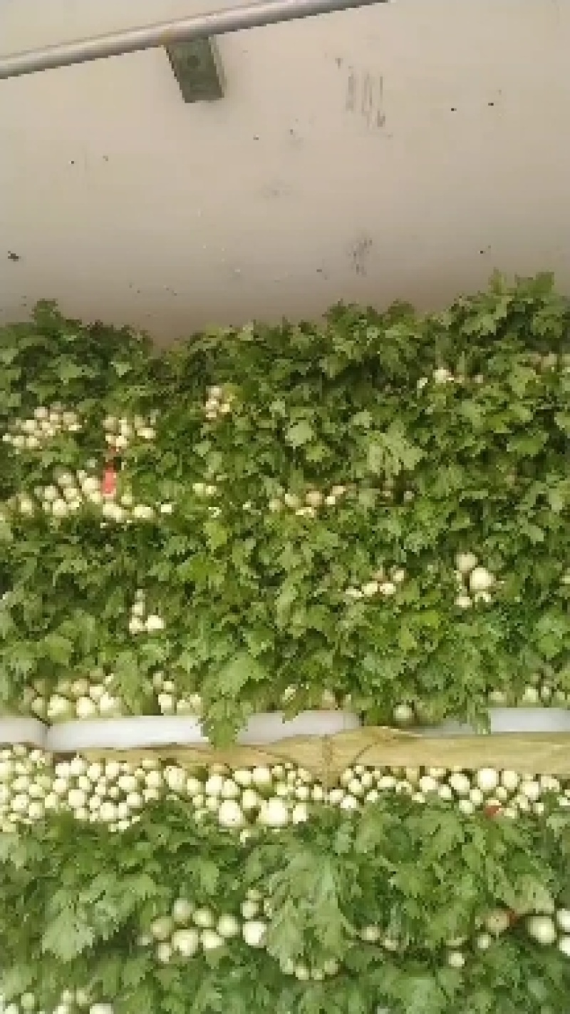河南夏邑芹菜大量上市，价格优惠品质优量，欢迎大家前来订购