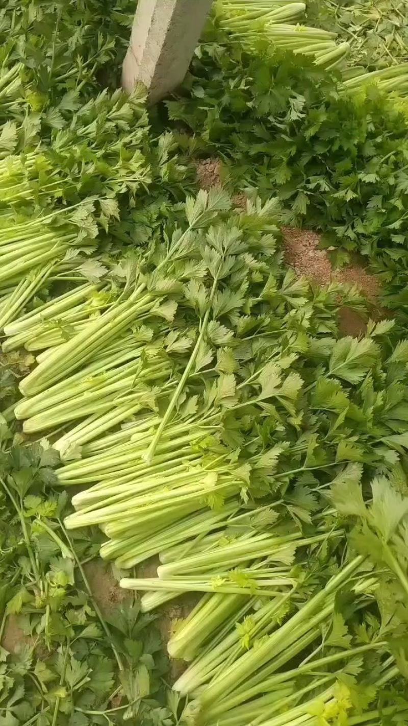 河南夏邑芹菜大量上市，价格优惠品质优量，欢迎大家前来订购